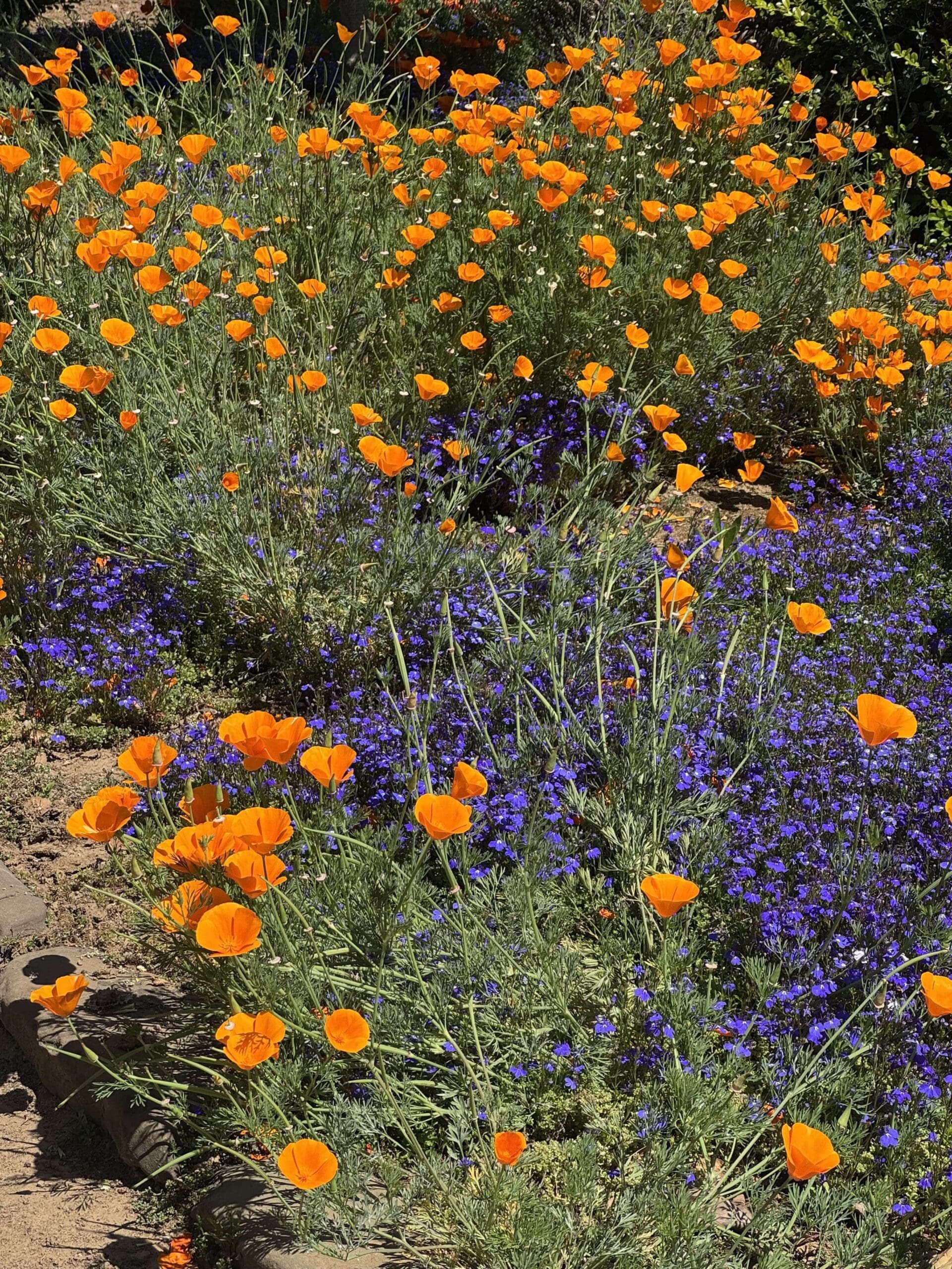 Closeup of california poppies and purple flowers with greenery