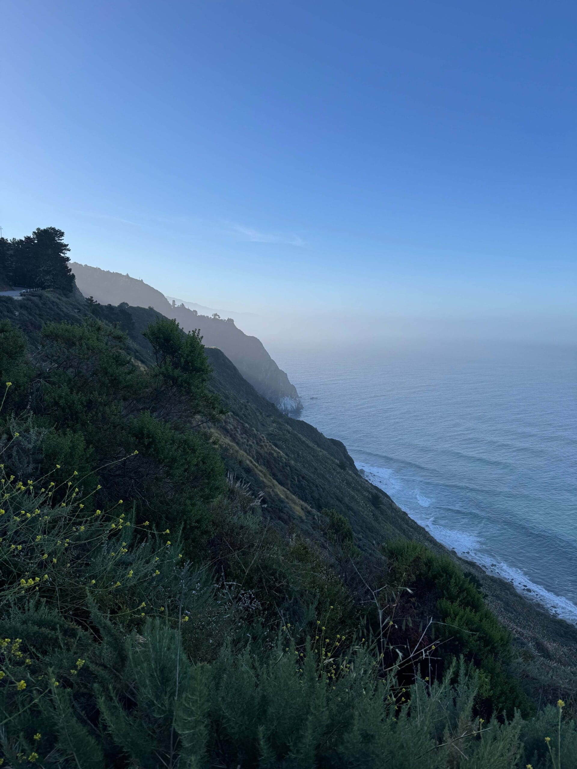 foggy cliffside in the morning light with a vast ocean in the background and flowers in the foreground