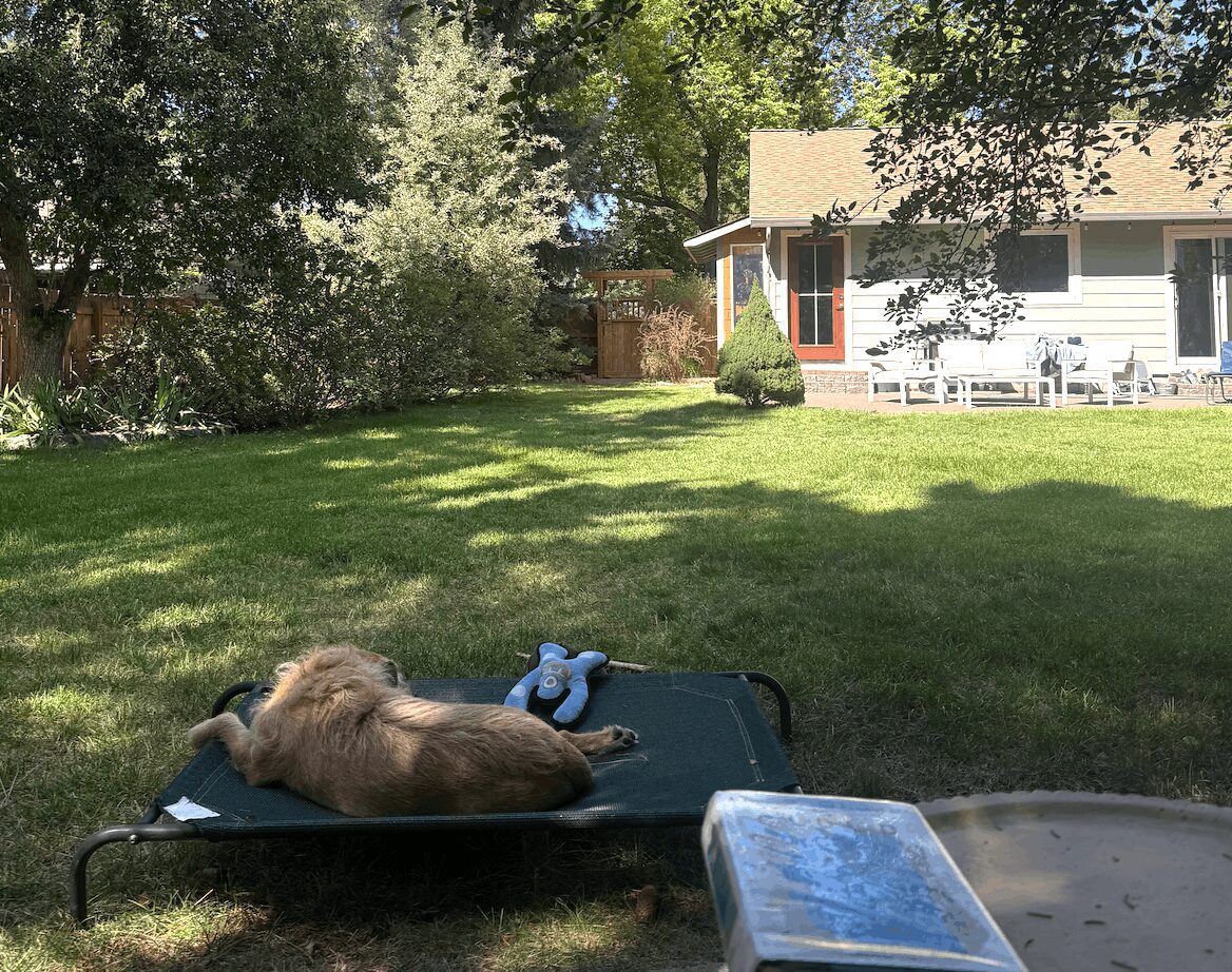 Sunny image of a backyard from the vantage point of a shaded seat with a dog in view.