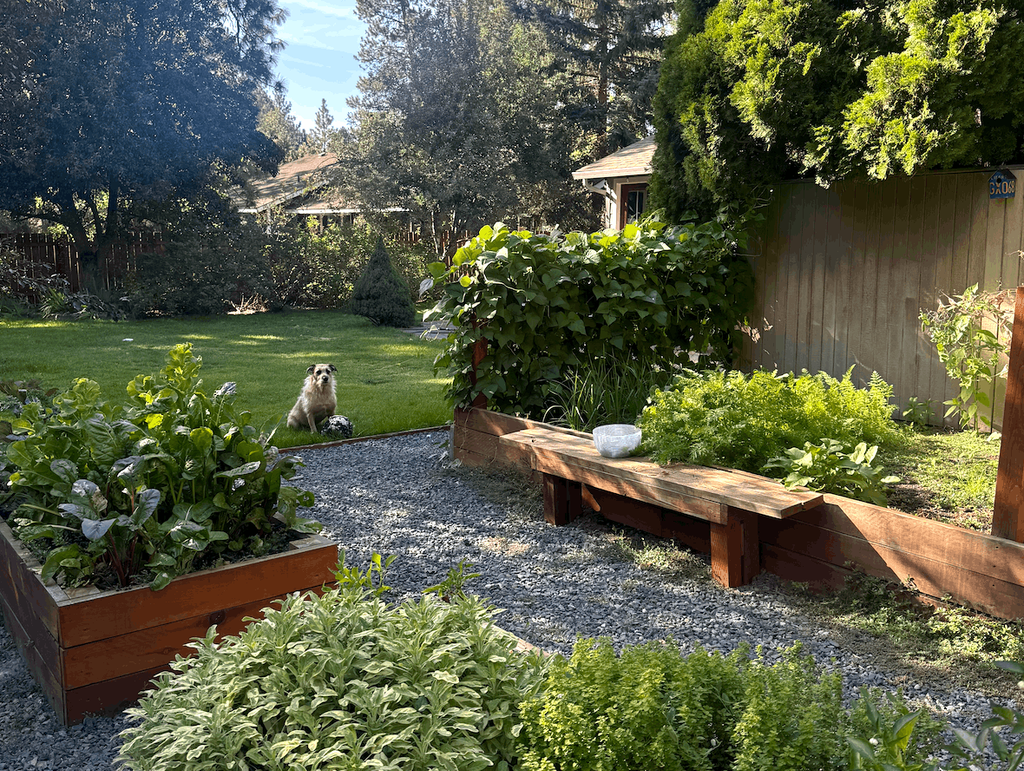Backyard with lush vegetable garden boxes and a brown dog on the grass.